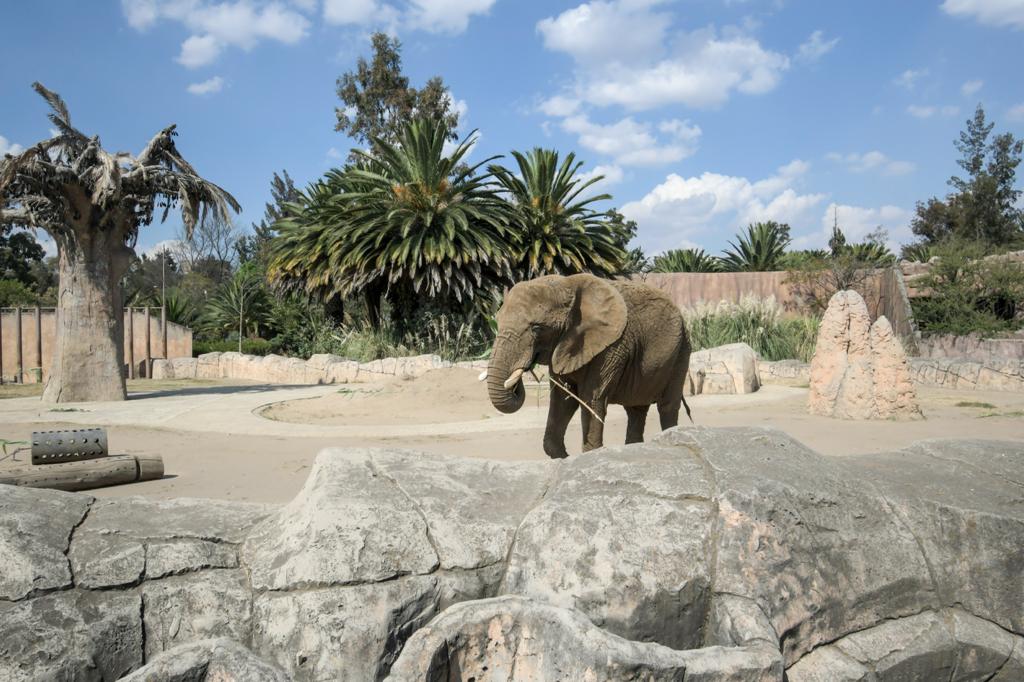 Buscan un nuevo hogar para la elefanta “Ely”
