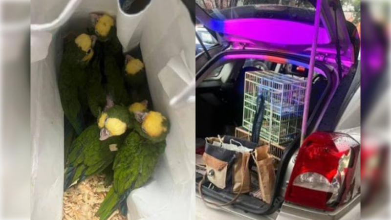 Capturan a sujeto por venta de aves exóticas en ÁO