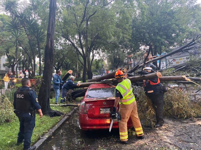 Atiende Coyoacán emergencia por lluvias y ráfagas de viento atípicas
