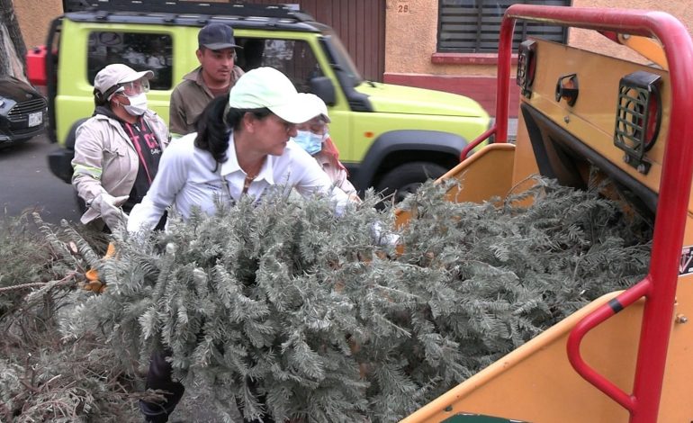 Más de 5 mil árboles navideños naturales se reciclaron en ÁO este 2024: Lía Limón