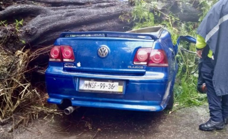 Cae árbol sobre auto en colonia Nápoles; mujer muere y su bebé sobrevive.