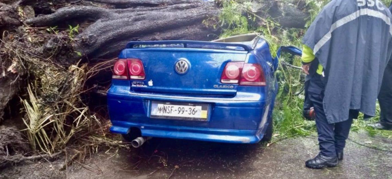 Cae árbol sobre auto en colonia Nápoles; mujer muere y su bebé sobrevive