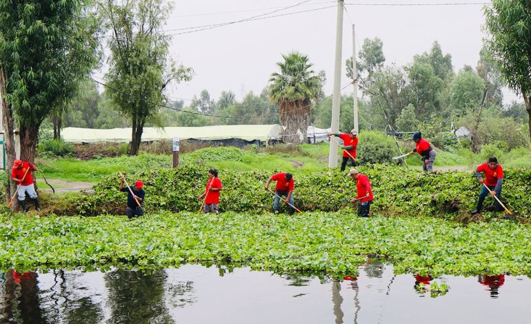 La alcaldesa Circe Camacho Bastida, la Alcaldía Xochimilco puso en marcha un programa intensivo de limpieza de canales y retiro de lirio acuático, como parte de una estrategia integral para recuperar el sistema de canales de la zona chinampera.
